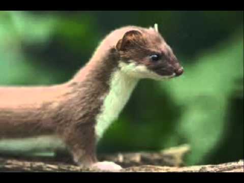 カラオケ「パンダヒーロー」高校のうちに歌ってみた