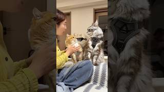 Crazy Cat Training Gone Wrong 😹🐱
