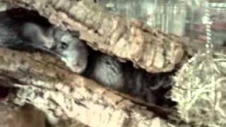 Chinchillas En Hun 5 Dagen Oude Jongen