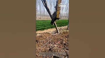 Uprooting trees: tree being uprooted by a machine