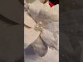 Make your Book page poinsettia easy #bookpageflowers #flowers #makeponsettiaflower