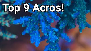 My Top 9 Favourite Acropora Corals To Keep In Your Reef Aquarium by Reef Dork 10,245 views 8 months ago 5 minutes, 1 second