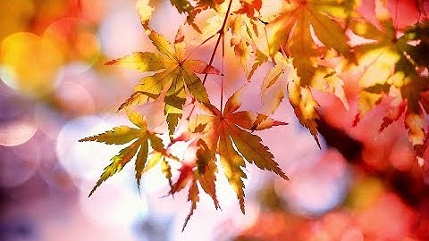 Autumn Leaves -  Roger Williams (고엽 - 로저 윌리엄스)［연주곡］