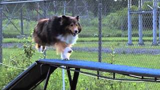 Agility Starr September 2011