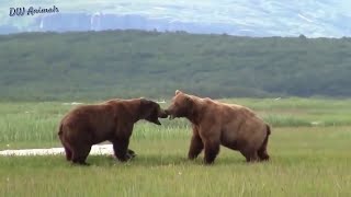 Wild animal 2018   Lion vs Buffalo vs Wild dogs   two bear fights each other