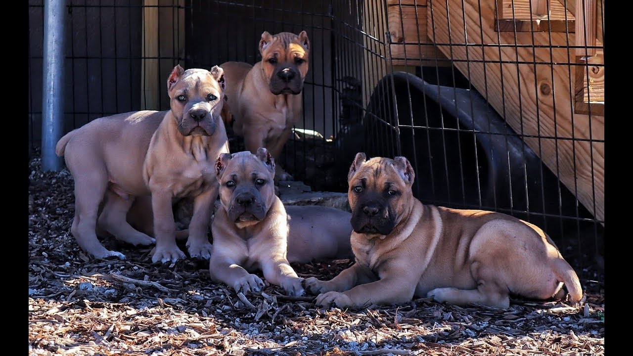 Join us for puppy evaluations