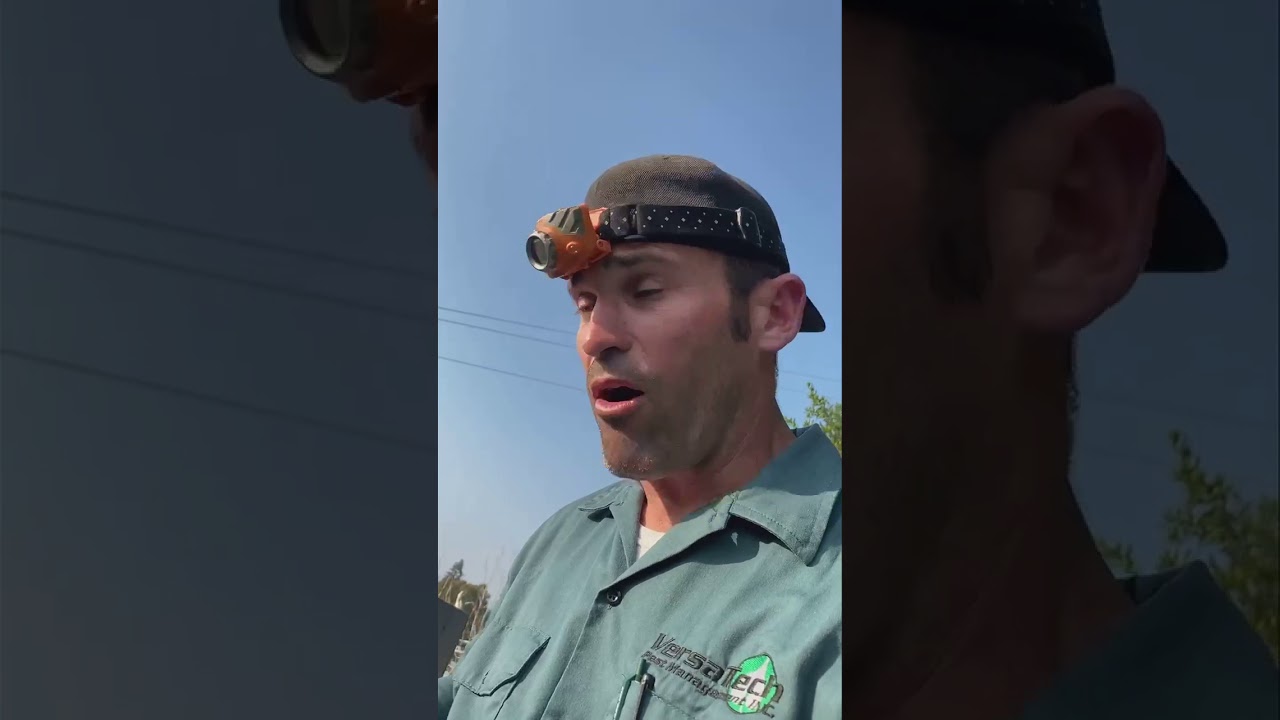 Commercial Rat Exterminator, Rodent Infestation & Exclusion Service in Los Angeles County