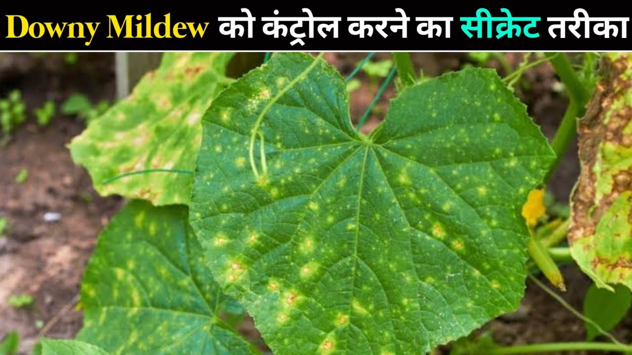 डाउनी मिलड्यू रोग कंट्रोल करने का स्क्रेट तरीका || Downy mildew control secret method 🤫