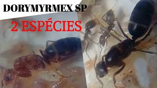 Dorymyrmex Sp 2 Espécies 1 Mês E Meio