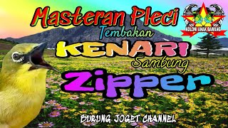 Masteran Pleci Tembakan Kenari Sambung Zipper Kualitas Suara Jernih