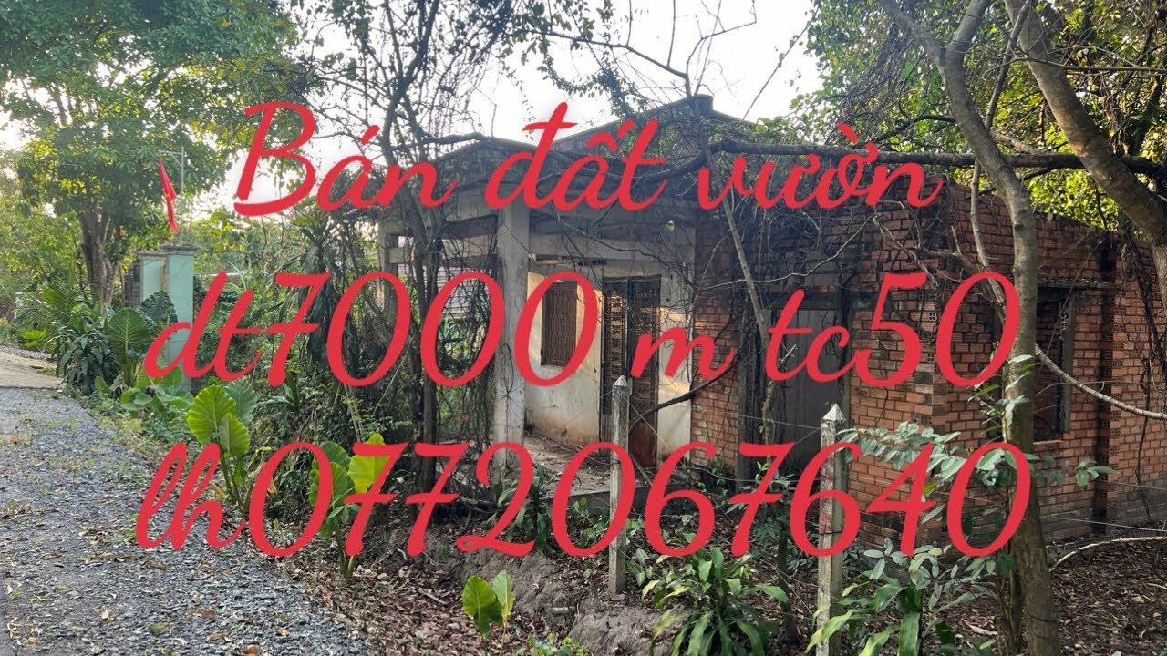 Bán 7000 m2 đất trồng cây lâu năm xả Phú hòa đông củ chi tphcm lh0772067640