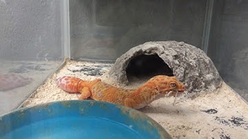 Leopard Gecko VS Grasshopper