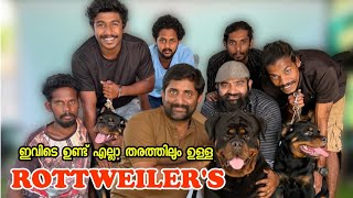 2.5 ലക്ഷത്തിന്റെ Puppy കളുമായി MD ROTTWEI | Rottweiler Dogs Only