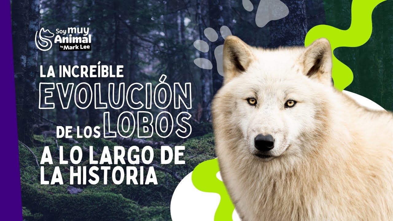 La increíble evolución de los lobos a lo largo de la historia