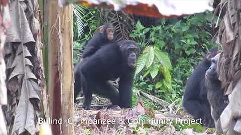 Meet the Mairirwe Chimpanzees!