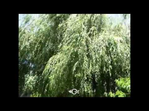 GREENWICH IN NATAKHTARI - Georgia - Village Natakhtari \"0\" km