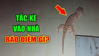 Tắc Kè Đột Nhiên Chạy Vào Nhà Là MANG ĐẾN TÀI LỘC Hay RƯỚC TAI HỌA? Xem Ngay Để Tránh