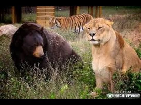 Zanesville Exotic Animals Escape / Lion & Bear Fight - YouTube