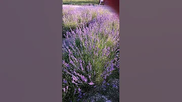🌼 Горная ЛАВАНДА растет в городском парке 🏞  Этот цветок хорошо пахнет, успокаивает и улучшает сон