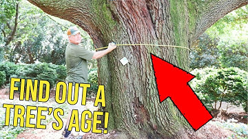 5 Ways to Tell How Old A Tree Is