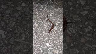 Buscando animales por Galicia en la provincia de Pontevedra #campo #nature #galicia #animals