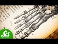 Evolution of Human Foot Anatomy