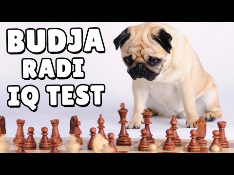 Video: Koliko Je Moj Pas Pametan? Testiranje IQ-a Mog Psa
