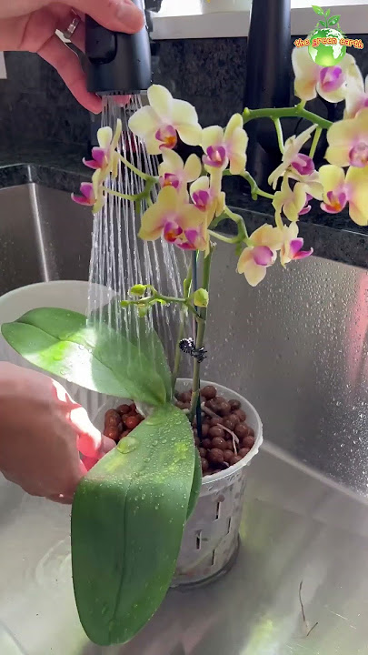 Growing Orchids in LECA (Clay Pebbles) #orchids #thegreenearth #orchid