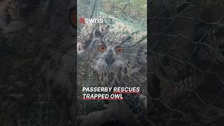 Passerby rescues owl trapped in a fishing net | SWNS