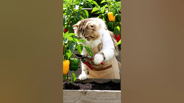 Video 11658931: ragamuffin cat, cat garden, cat belle, cat colors