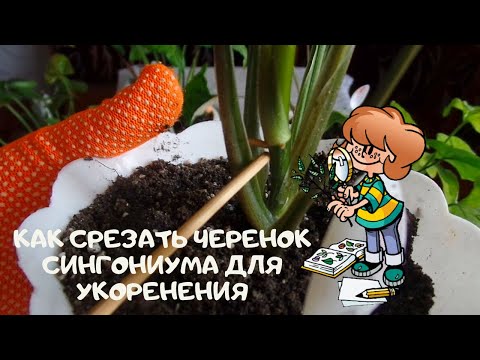 Как и какие черенки я срезаю для размножения не кустового сингониума