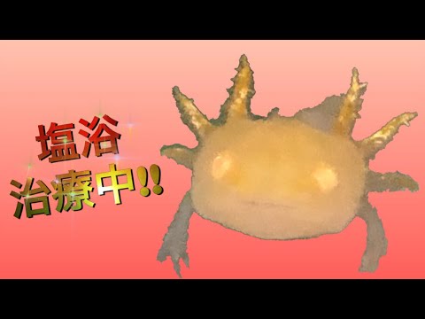 ウーパールーパー レモン編 水カビ病にかかり回復中 Youtube ウーパールーパー レモン編 水カビ病にかかり回復中 Youtube