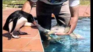 10-Day-Old Baby River Dolphin Rescued