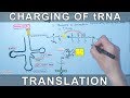 tRNA Charging or Aminoacylation | Translation Initiation in Prokaryotes