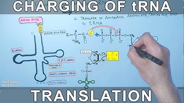 tRNA Charging or Aminoacylation | Translation Initiation in Prokaryotes