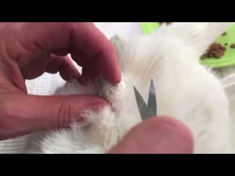 How To Remove Mats From Cat Fur - YouTube