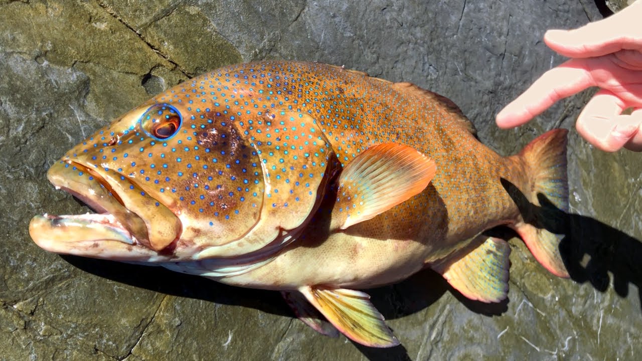スジアラがショアから釣れた😆】沖縄三大高級魚アカジンミーバイゲット