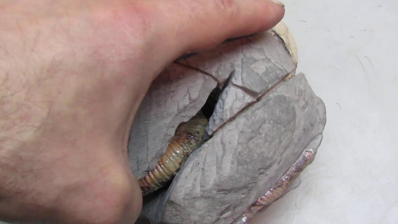 Конкреция с аммонитами Proaustraliceras.