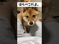 主人と会話のできる柴犬！ご飯の要求がすごい笑#Shorts