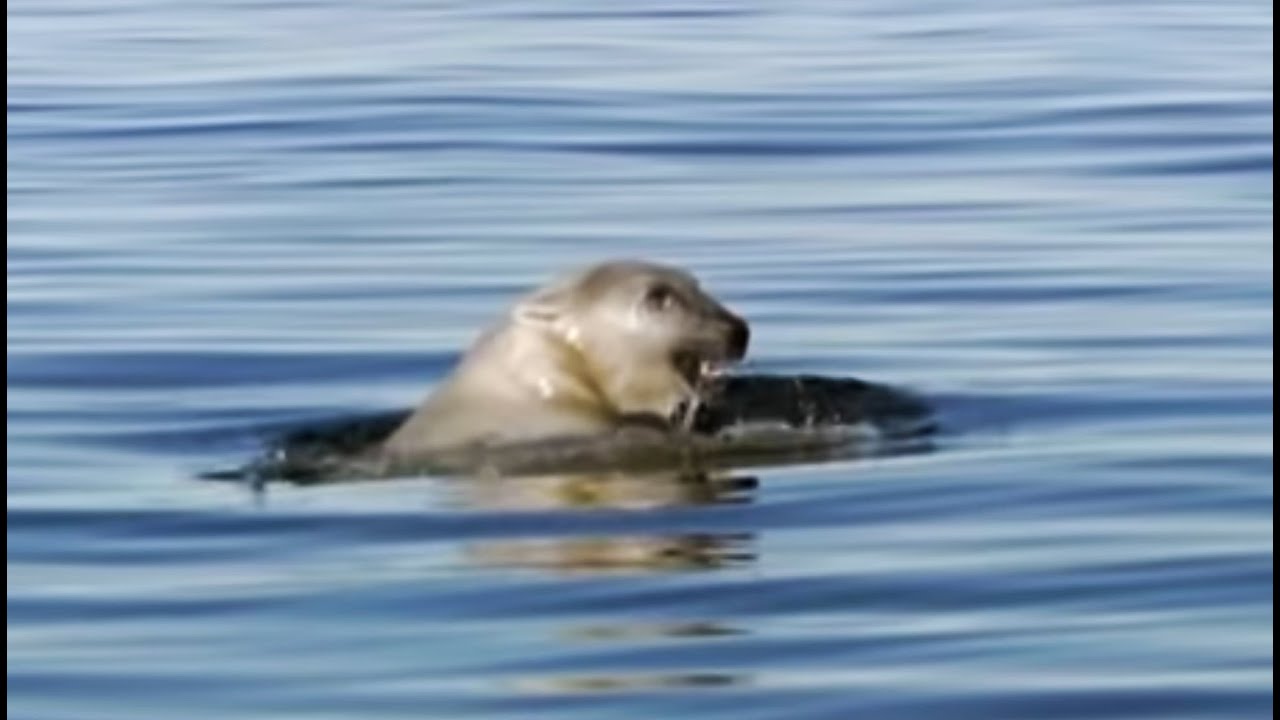 youtube video for Мишка на Севере.