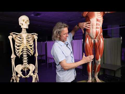 Sports hernia or athletic pubalgia anatomy
