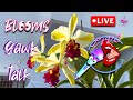My Orchid Blooms Winter 2025 incl. Care Tips Temperature Tolerance 😍 Hang Out 🥳 #ninjaorchids