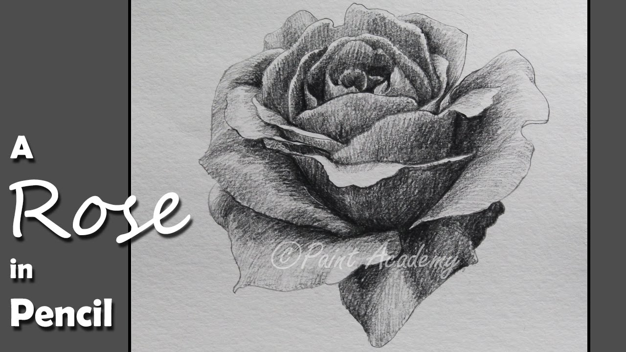 How to draw a rose with a pencil: step by step instructions