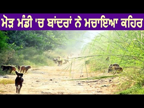 Bathinda के Maur Mandi में बंदरों ने मचाया कोहराम