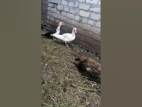 індик - YouTube