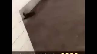 Rat chases kid who screams like a girl @soupdogstudios5354