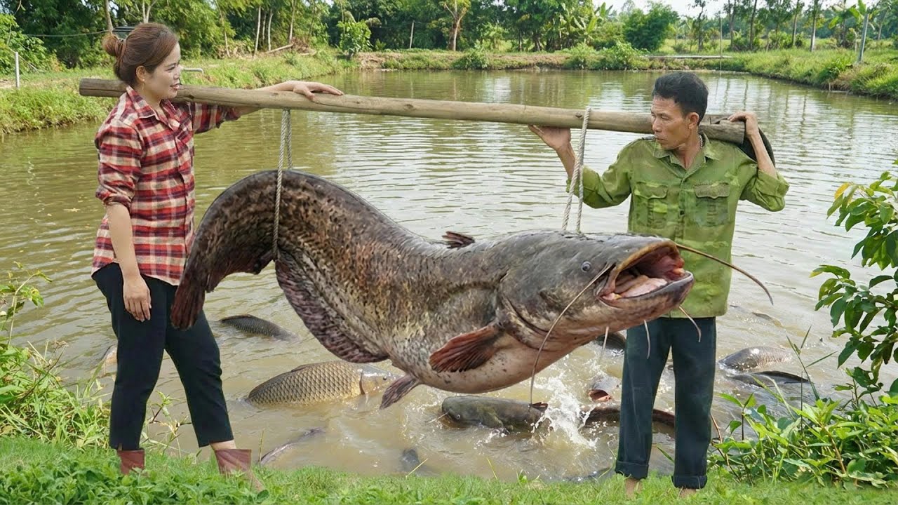 Harvesting a Giant Catfish 😱 Catching a Massive Fish and Frying It for the Market