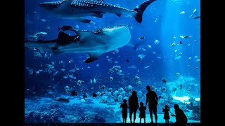 Georgia Aquarium  Atlanta USA (2023)