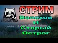 Русская рыбалка 4/ Волхов и Старый Острог, ловим лосося и леща