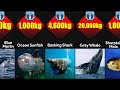 Comparison: Heaviest Animals In The Ocean | Largest Underwater Species, Ranked by Average Size